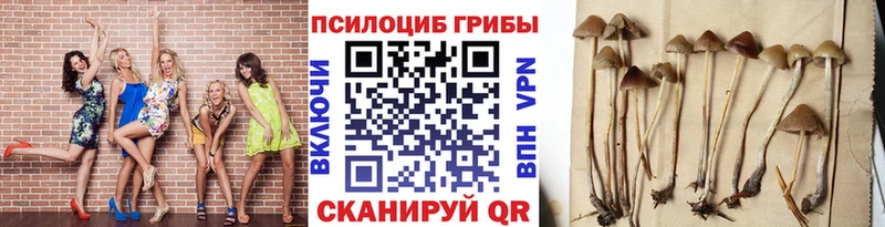 Псилоцибиновые грибы Cubensis  Купить закладки  Дрезна 